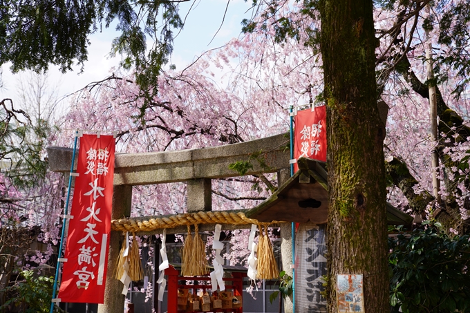 京都_桜_2020_29　水火天満宮　No14