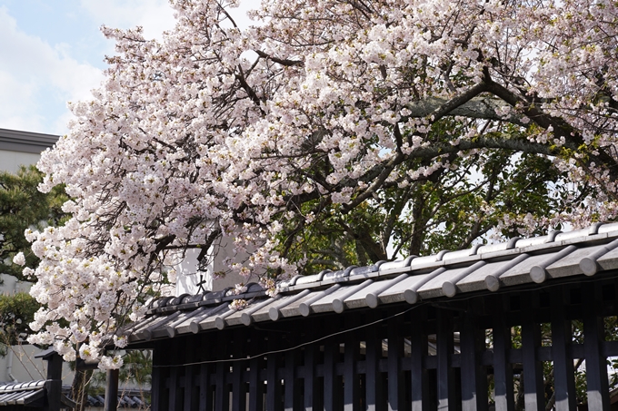 京都_桜_2020_30　妙蓮寺　No2