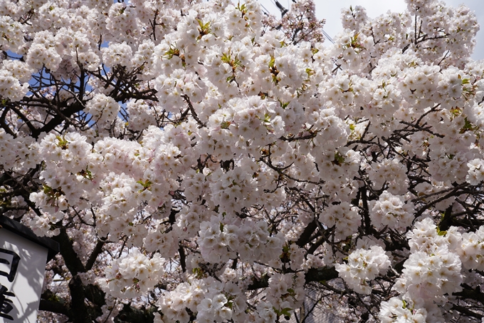 京都_桜_2020_30　妙蓮寺　No3