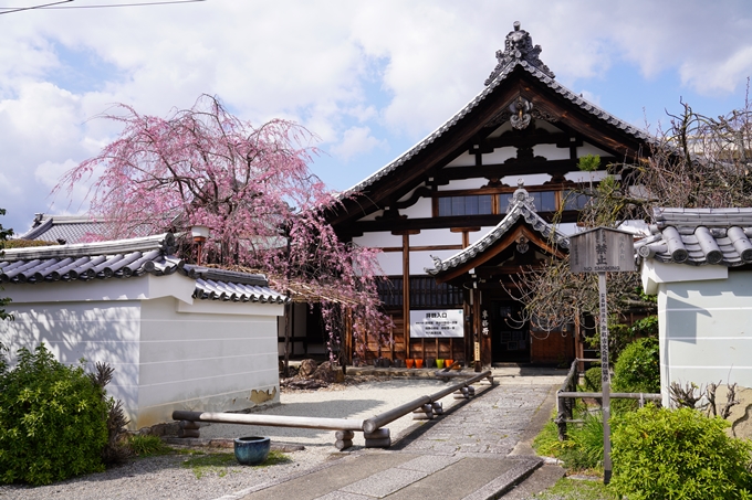 京都_桜_2020_30　妙蓮寺　No4