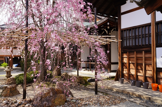 京都_桜_2020_30　妙蓮寺　No6