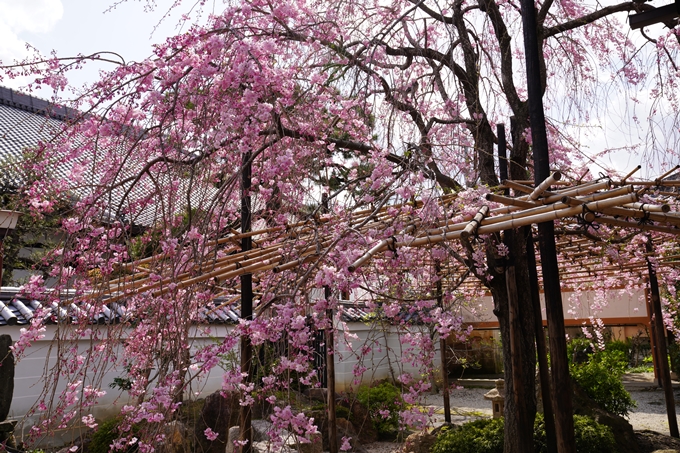 京都_桜_2020_30　妙蓮寺　No7