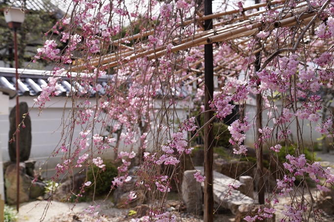 京都_桜_2020_30　妙蓮寺　No8