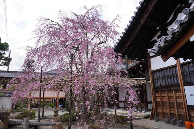 京都_桜_2020_30　妙蓮寺　No9