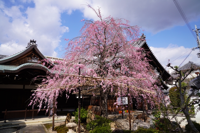 京都_桜_2020_30　妙蓮寺　No10