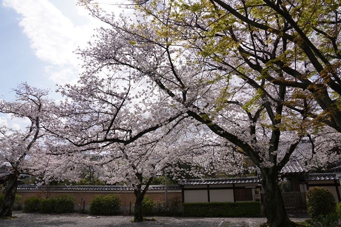 京都_桜_2020_30　妙蓮寺　No11