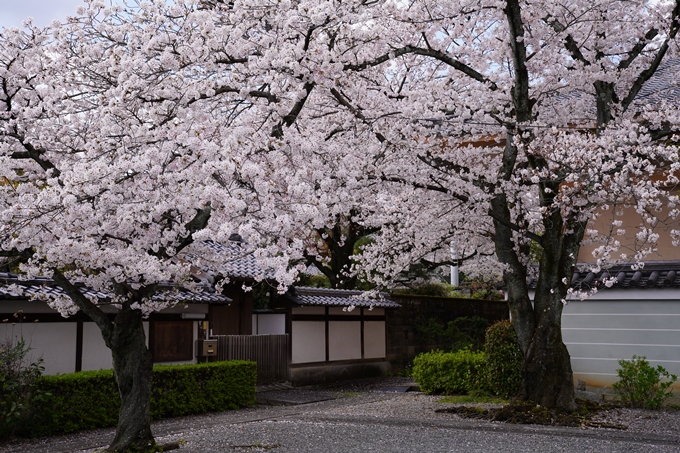 京都_桜_2020_30　妙蓮寺　No12