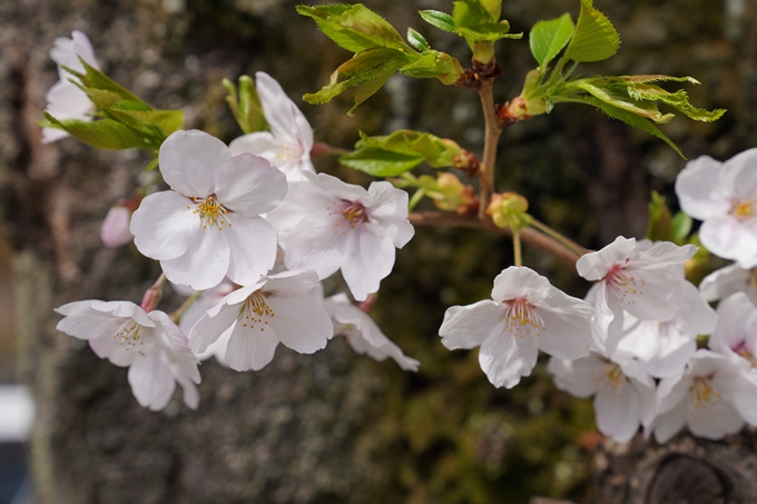 京都_桜_2020_30　妙蓮寺　No13