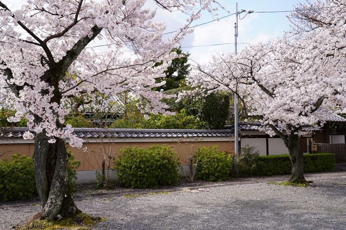 京都_桜_2020_30　妙蓮寺　No14