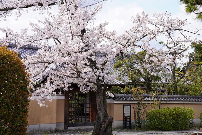 京都_桜_2020_30　妙蓮寺　No15