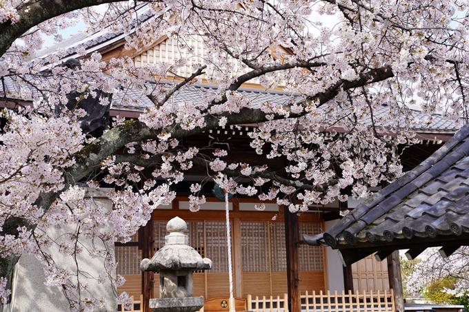 京都_桜_2020_30　妙蓮寺　No16