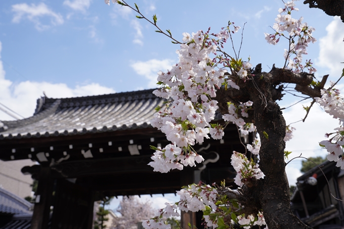 京都_桜_2020_30　妙蓮寺　No18