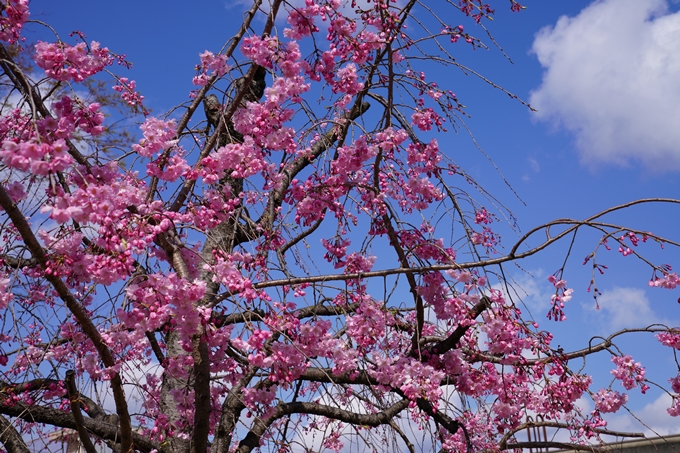 京都_桜_2020_31　雨宝院　No2