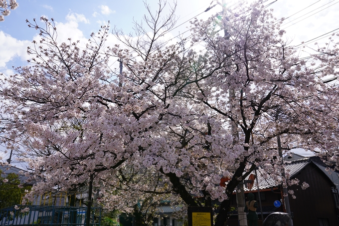 京都_桜_2020_31　雨宝院　No3