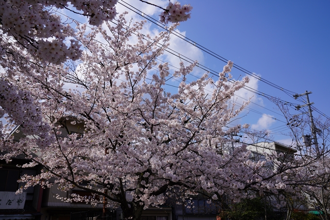 京都_桜_2020_31　雨宝院　No4