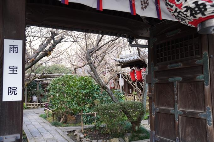 京都_桜_2020_31　雨宝院　No5