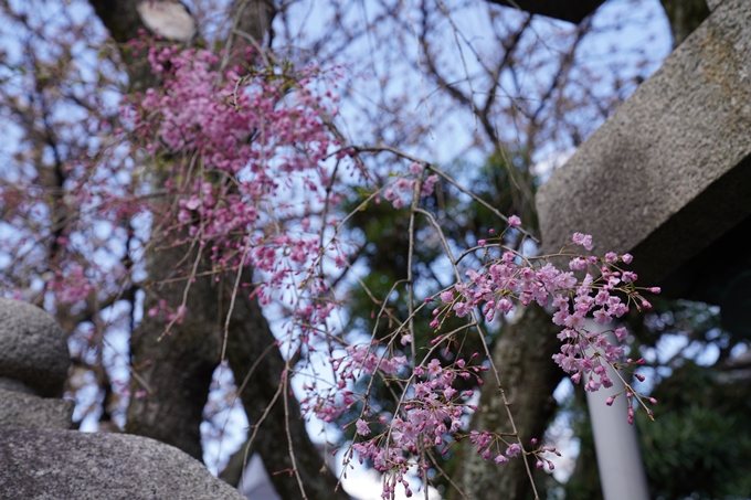 京都_桜_2020_31　雨宝院　No6