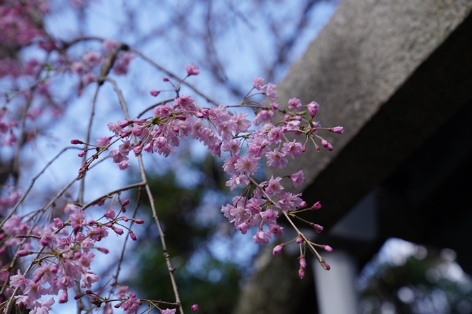 京都_桜_2020_31　雨宝院　No7