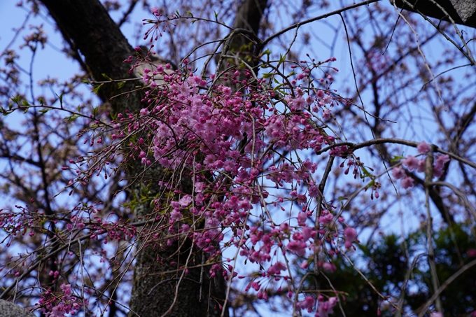 京都_桜_2020_31　雨宝院　No8