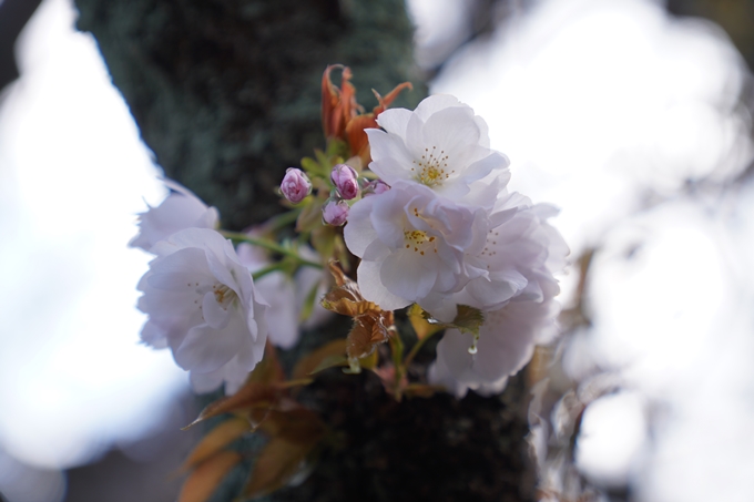 京都_桜_2020_31　雨宝院　No9