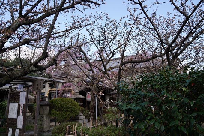 京都_桜_2020_31　雨宝院　No10