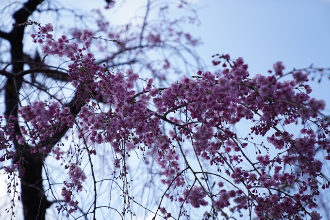 京都_桜_2020_31　雨宝院　No11