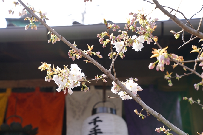 京都_桜_2020_31　雨宝院　No12