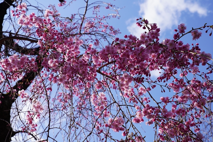 京都_桜_2020_31　雨宝院　No13