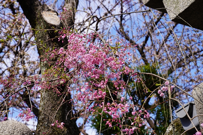 京都_桜_2020_31　雨宝院　No14