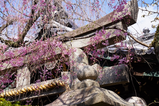 京都_桜_2020_31　雨宝院　No15