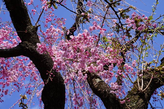 京都_桜_2020_31　雨宝院　No16