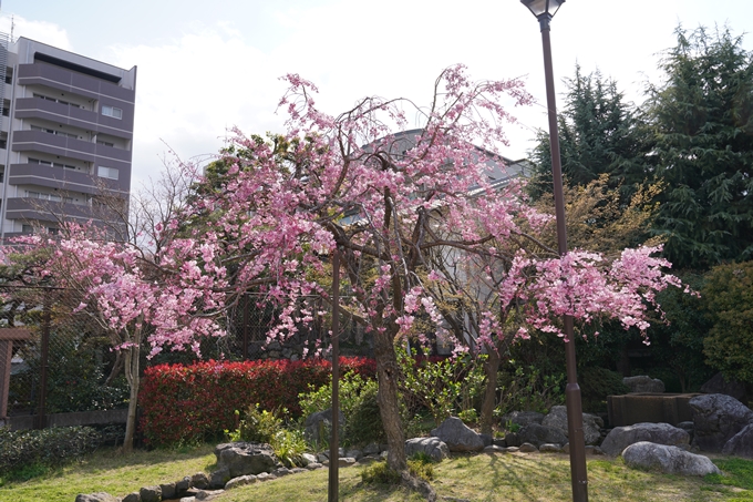 京都_桜_2020_32　桜井公園　No2