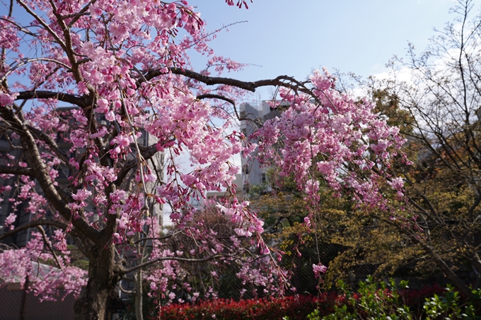 京都_桜_2020_32　桜井公園　No3