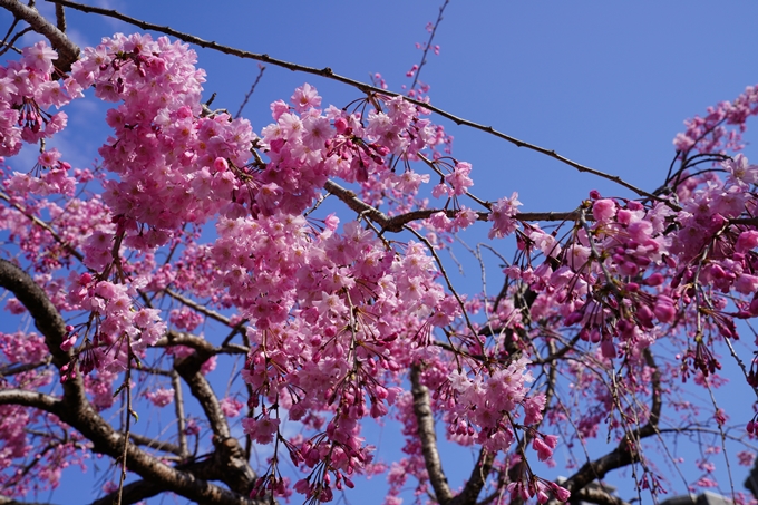 京都_桜_2020_32　桜井公園　No4