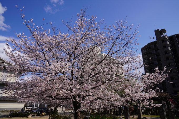 京都_桜_2020_32　桜井公園　No6