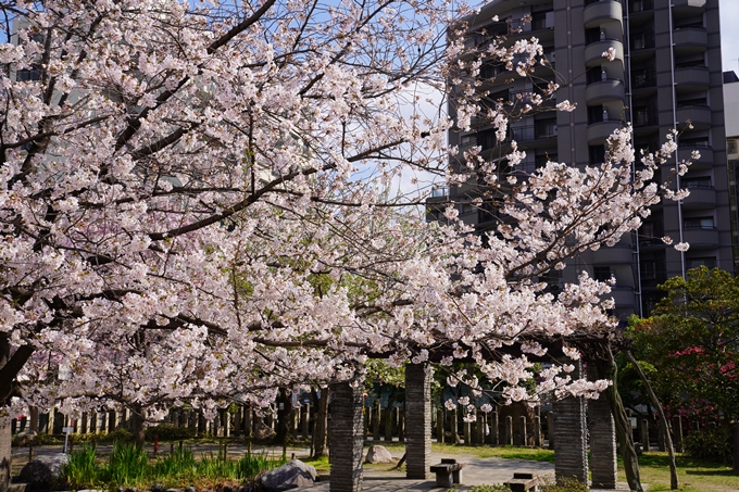 京都_桜_2020_32　桜井公園　No7