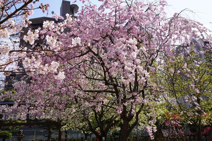 京都_桜_2020_32　桜井公園　No8