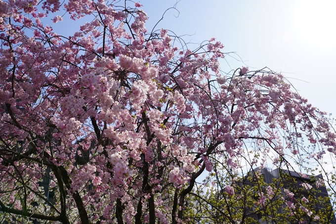 京都_桜_2020_32　桜井公園　No9