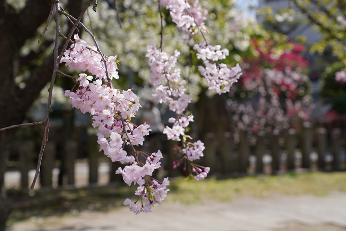 京都_桜_2020_32　桜井公園　No10