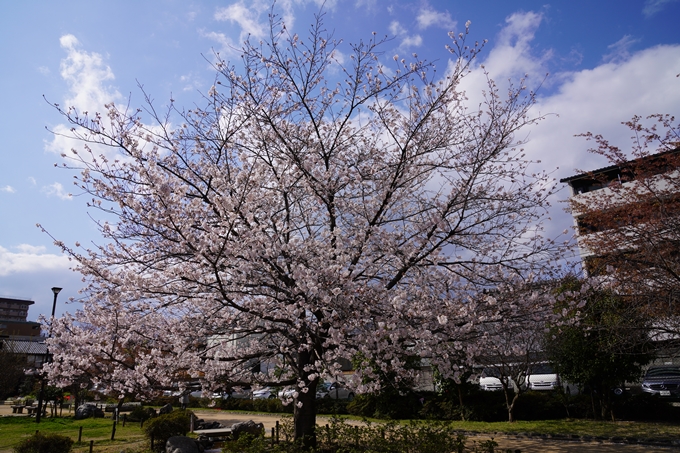 京都_桜_2020_32　桜井公園　No11