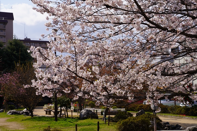 京都_桜_2020_32　桜井公園　No12