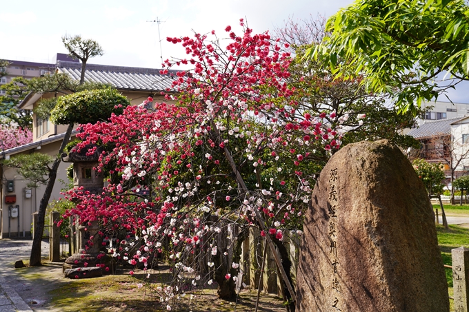 京都_桜_2020_32　桜井公園　No13