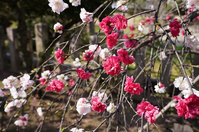 京都_桜_2020_32　桜井公園　No14