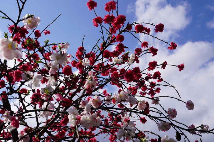 京都_桜_2020_32　桜井公園　No15