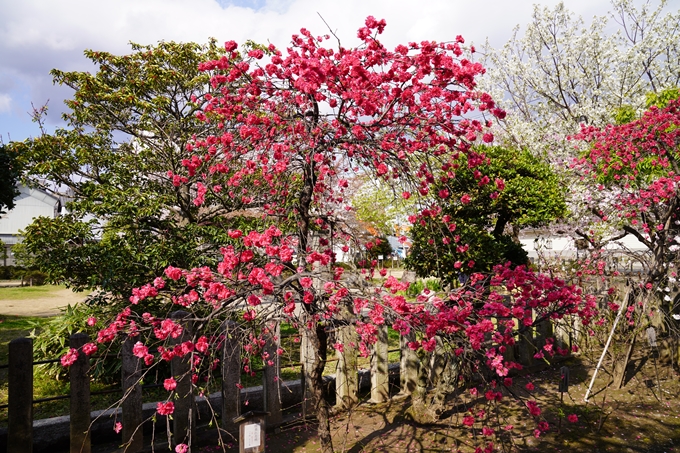 京都_桜_2020_32　桜井公園　No16