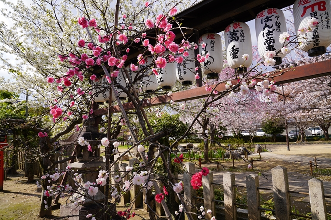 京都_桜_2020_32　桜井公園　No17