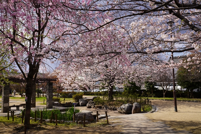 京都_桜_2020_32　桜井公園　No18