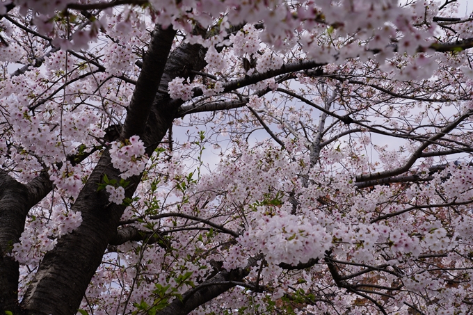 京都_桜_2020_32　桜井公園　No20