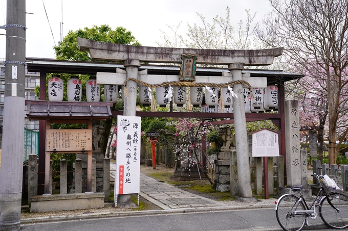 京都_桜_2020_32　桜井公園　No21