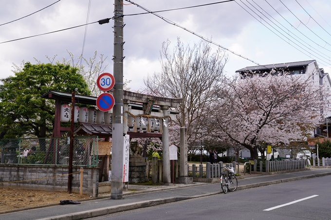 京都_桜_2020_32　桜井公園　No22